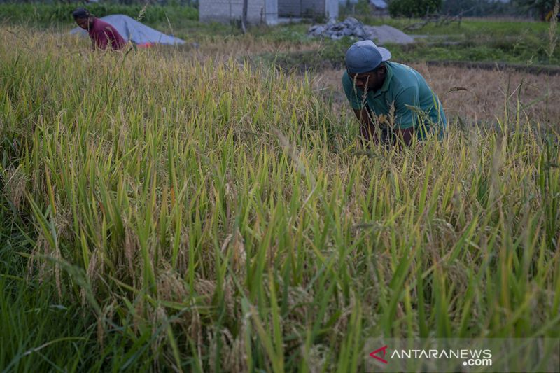 Target Produksi Padi Nasional 2022