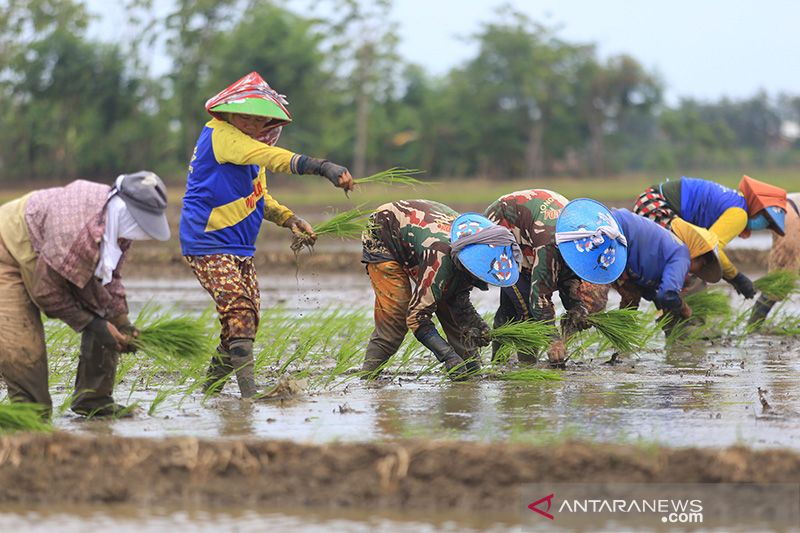 Target produksi padi nasional