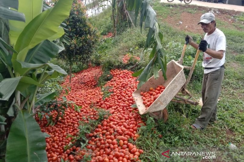 Bupati Cianjur minta dinas terkait cari solusi bantu petani tomat