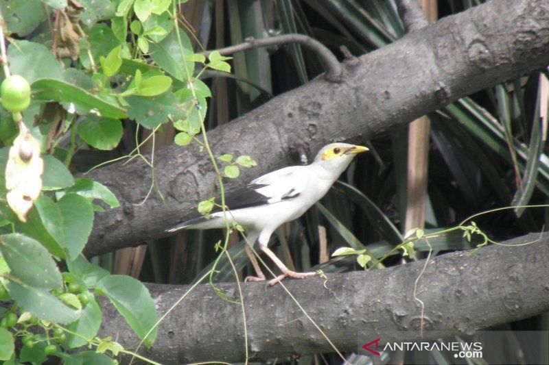 Kembalinya satwa burung dengan restorasi kawasan konservasi - ANTARA News