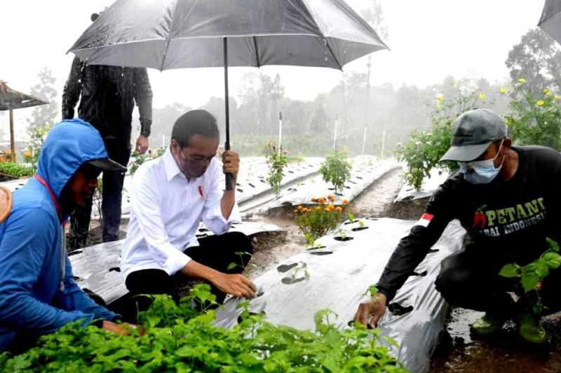 Presiden Jokowi tanam cabai di Wonosobo saat hujan deras