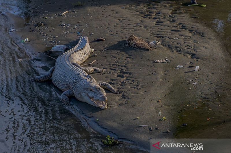 Buaya Liar Jadi Tontonan Warga