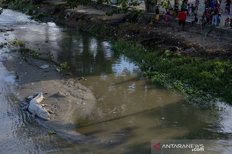 Buaya Liar Jadi Tontonan Warga