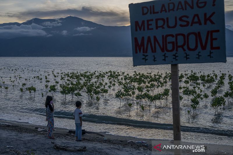 Konservasi Mangrove untuk Perubahan Iklim
