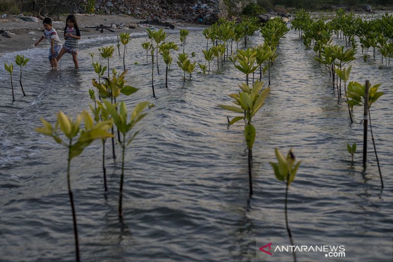 Konservasi Mangrove untuk Perubahan Iklim