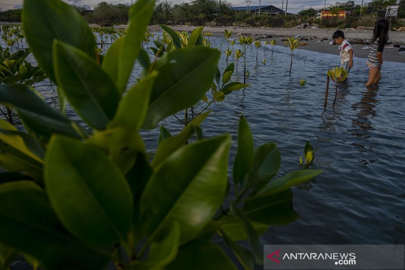 Konservasi Mangrove untuk Perubahan Iklim