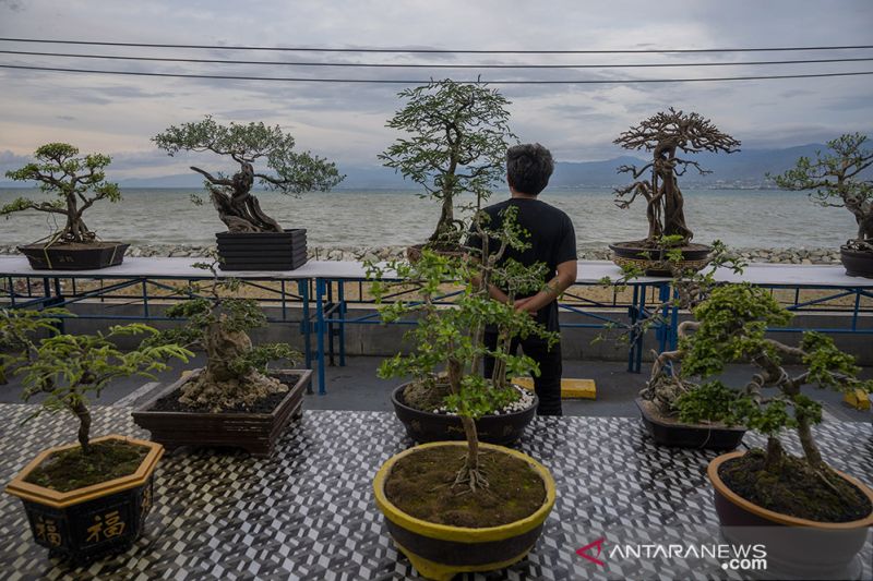 Pameran Tanaman Bonsai