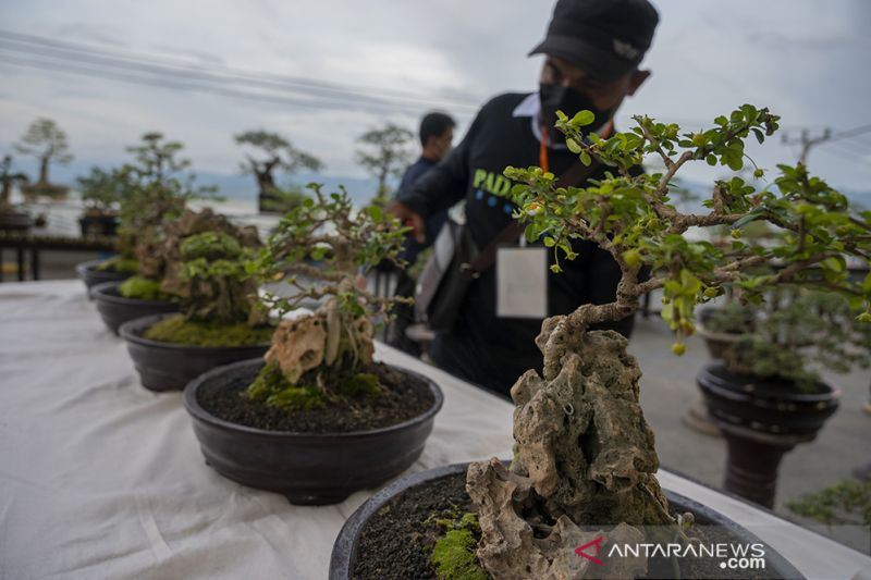 Pameran Tanaman Bonsai