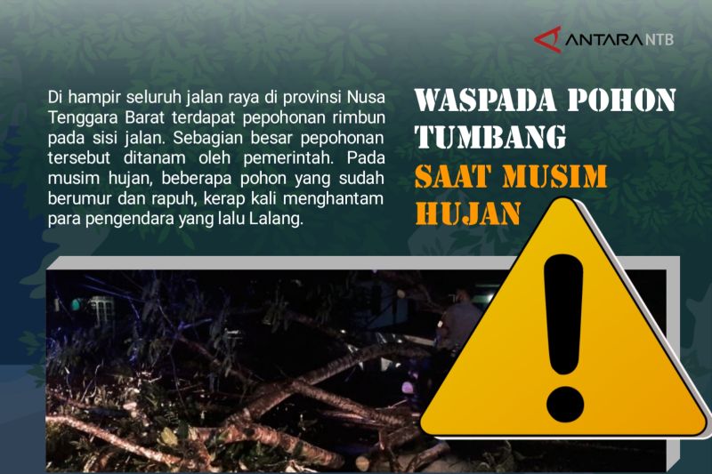 Waspada! Pohon tumbang di Lombok Tengah