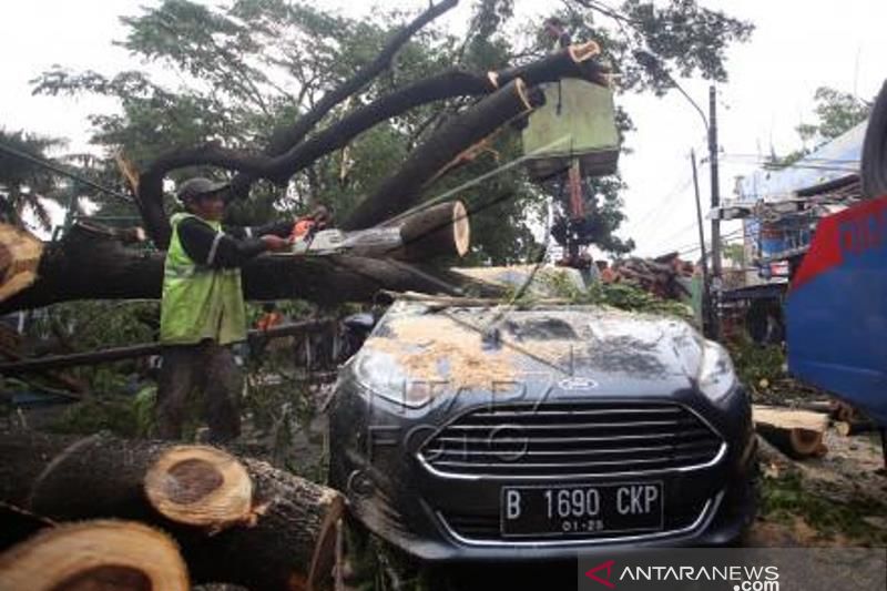 Mobil Tertimpa Pohon Tumbang