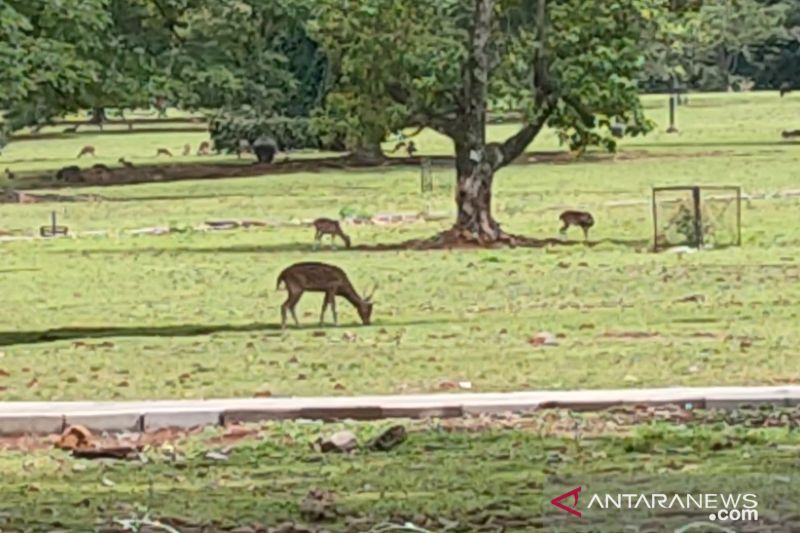 5 Tempat favorit untuk liburan versi Disparbud Kota Bogor