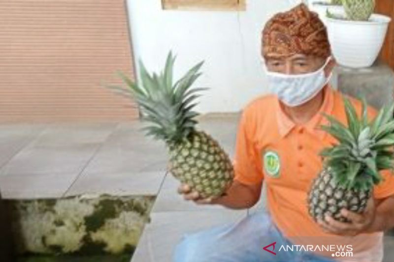 Pemkab Subang gandeng IPB kembangkan buah nanas Simadu