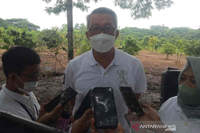 Pemkot Cirebon kejar RTH dengan penanaman pohon mangrove