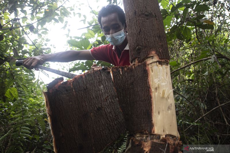 E-Radikasi Tanaman Akasia Di Kawasan Taman Nasional Berbak Sembilang