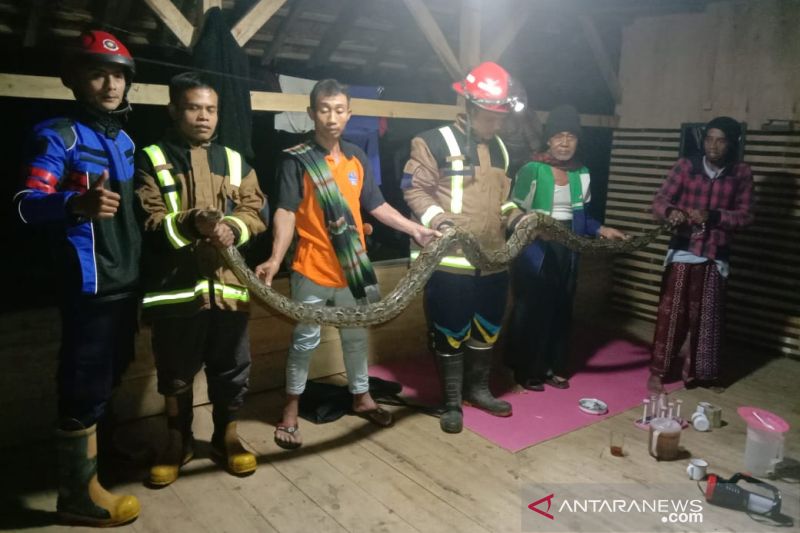 Ular sanca 3,5 meter masuk pemukiman warga di Garut