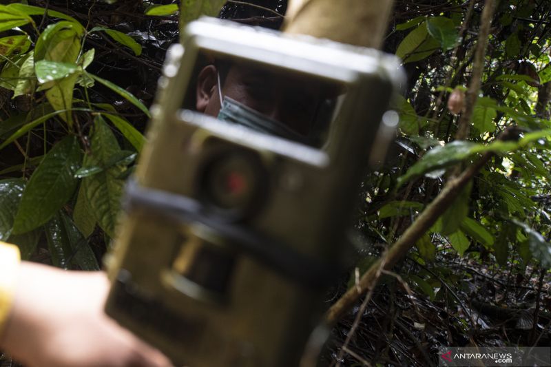 Pemasangan Kamera Trap di Kawasan Konservasi Musi Banyuasin