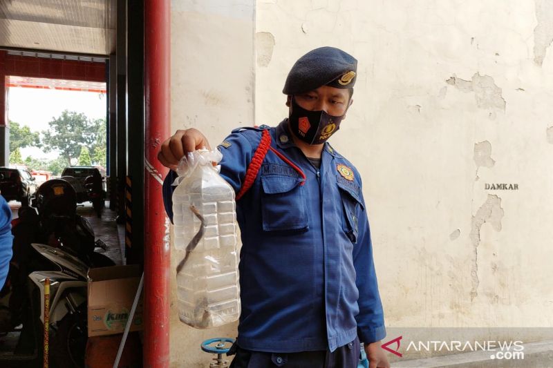 Tim Damkar Bogor evakuasi 18 ekor ular kobra di Citeureup