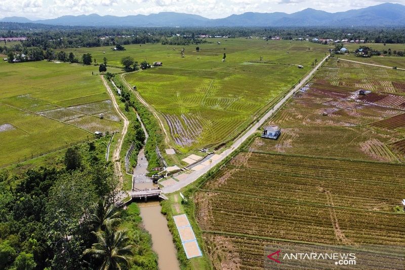 PRODUKSI PADI MENURUN AKIBAT LANGKANYA PUPUK