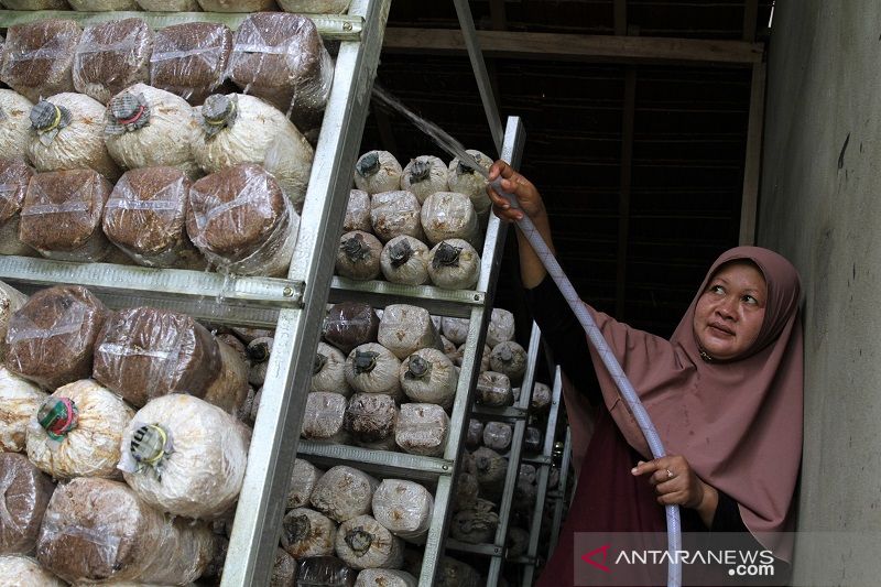 PETANI JAMUR TIRAM