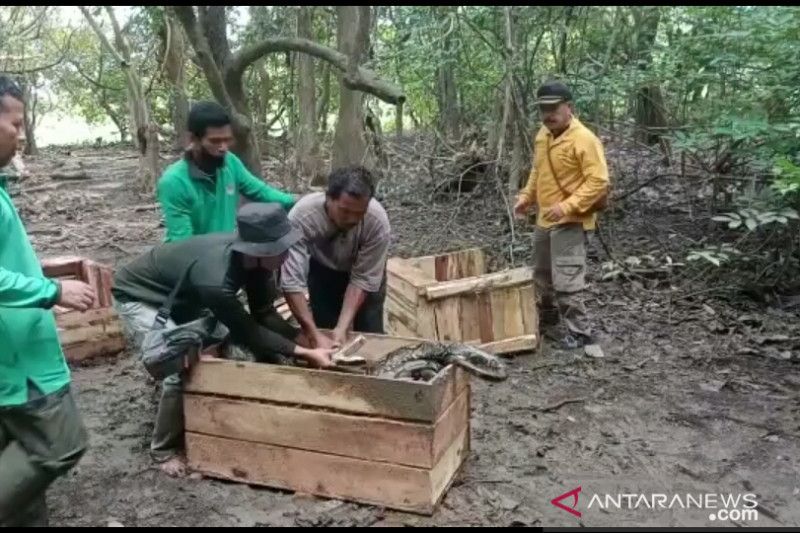 BBKSDA Riau lepasliarkan ular piton dan buaya pernah gigit anak sekolah