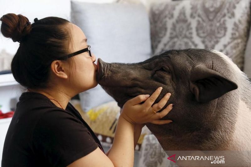 Penelitian China sebut susu babi berpeluang untuk konsumsi