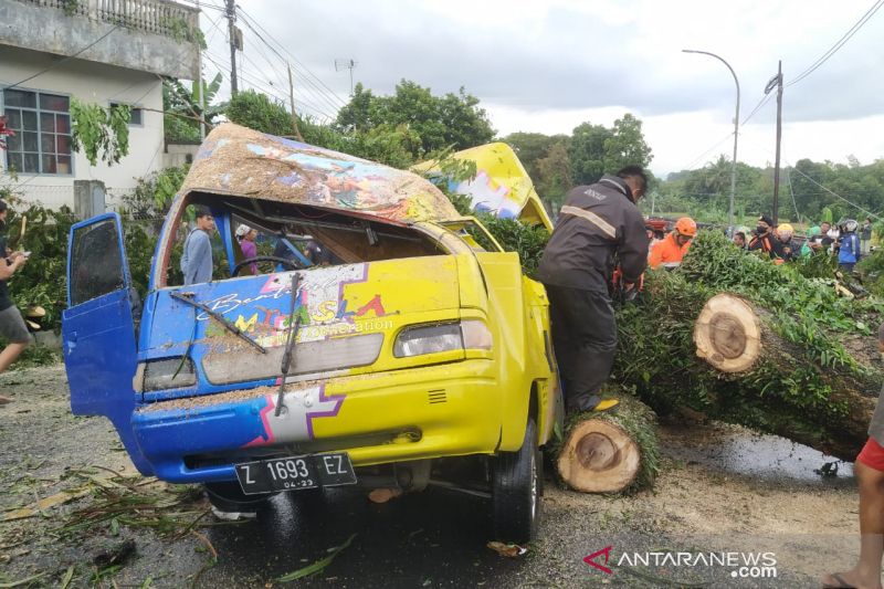 Waspadai ancaman pohon tumbang di Kota Tasikmalaya, imbau BPBD
