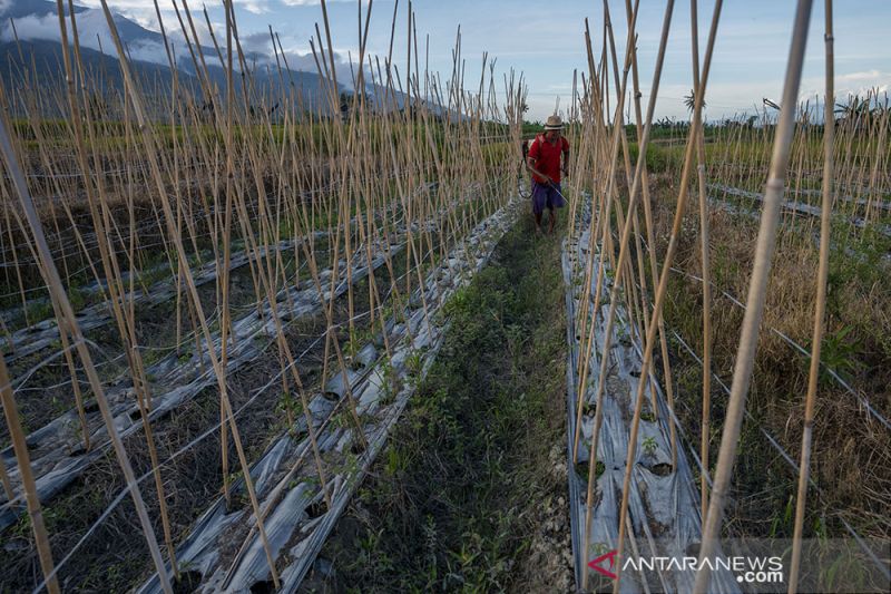 Petani Kesulitan Dapatkan Pupuk