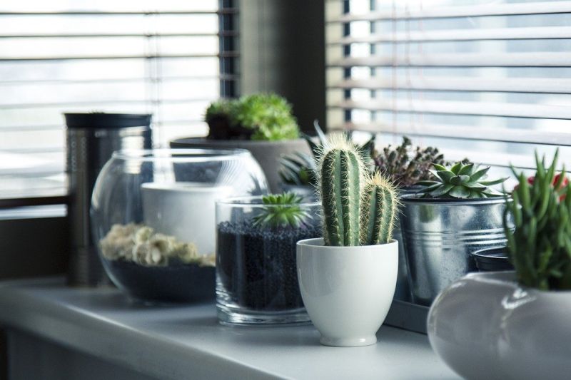 7 manfaat punya tanaman di dalam ruangan Anda