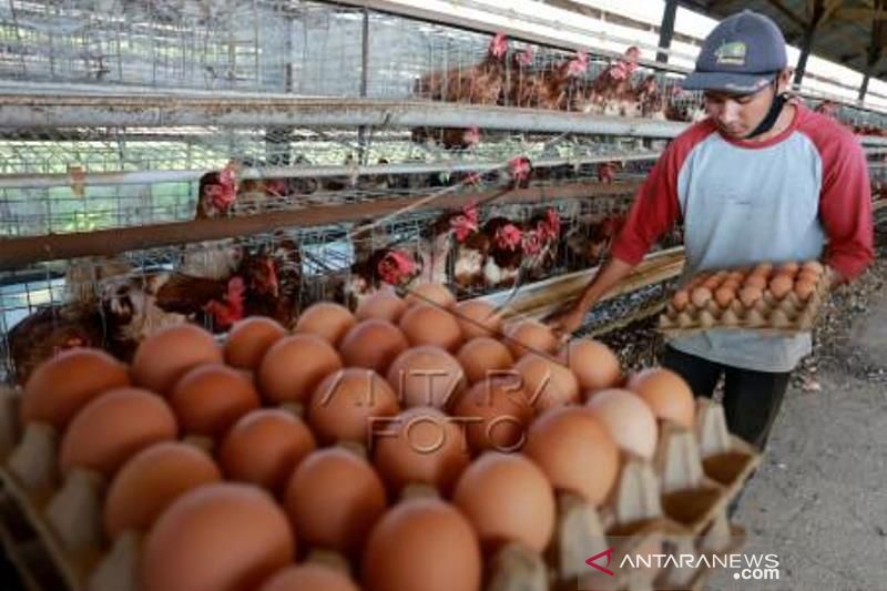 Harga Telur Ayam Ras Naik