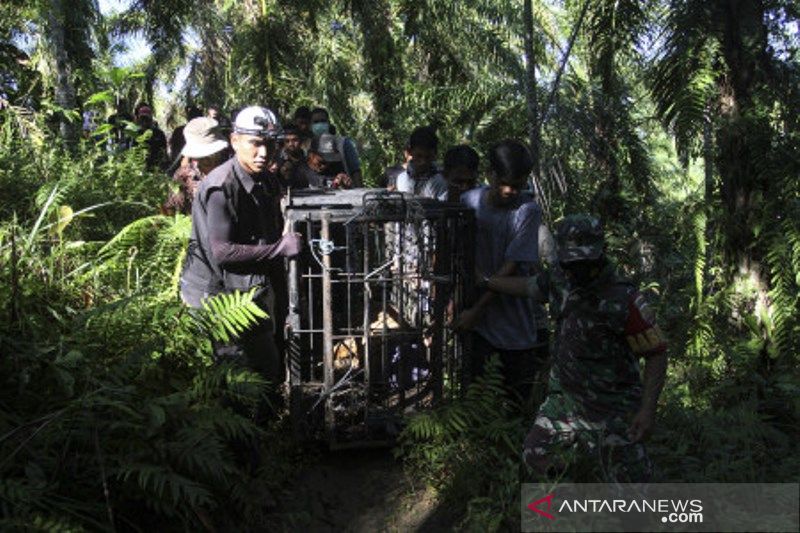 Harimau Sumatera Masuk Perangkap BKSDA