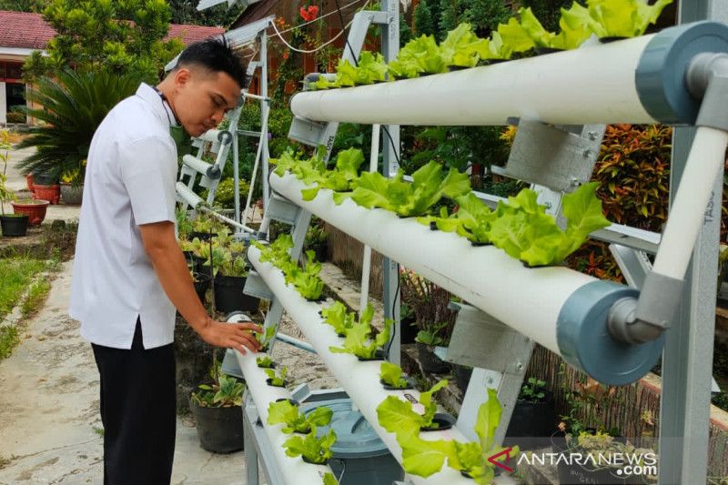 Dinas Pangan Kota Solok kenalkan cara bertanam sayur ke murid di sekolah