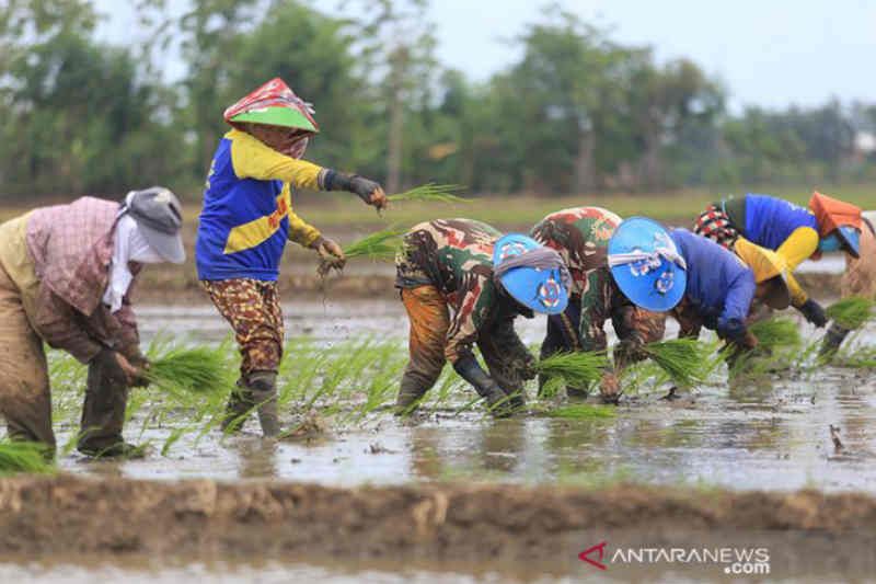 Produksi padi Kabupaten Cirebon mencapai 576 ribu ton GKG