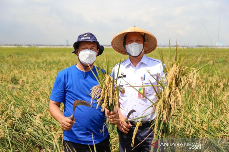 BPS: Produksi padi di Jakut capai 1.969 ton gabah kering giling