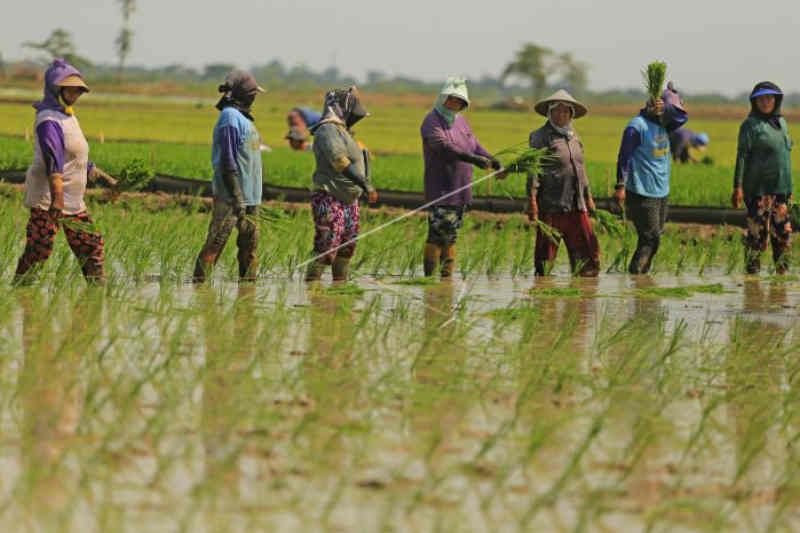 Produksi padi Kabupaten Kuningan surplus 100 ribu ton