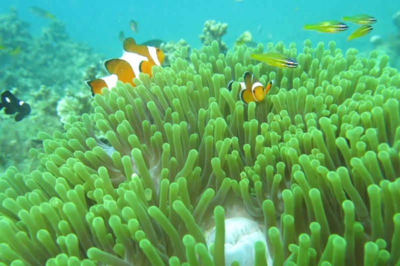 KKP tetapkan 2 kawasan konservasi laut tahun 2022 di Pangandaran dan Pasaman Barat