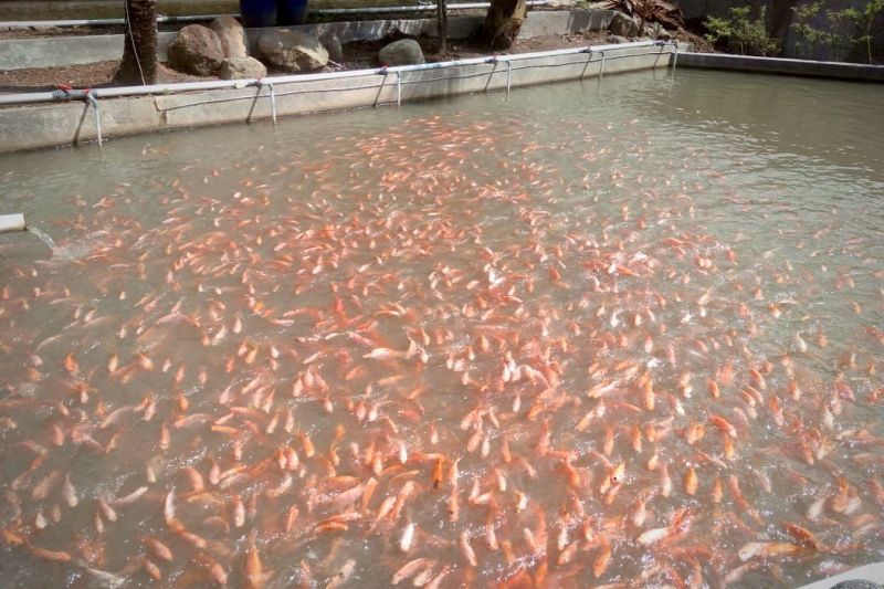 Mitra binaan Pertamina ternak ikan sambil berbisnis kuliner dan ekowisata