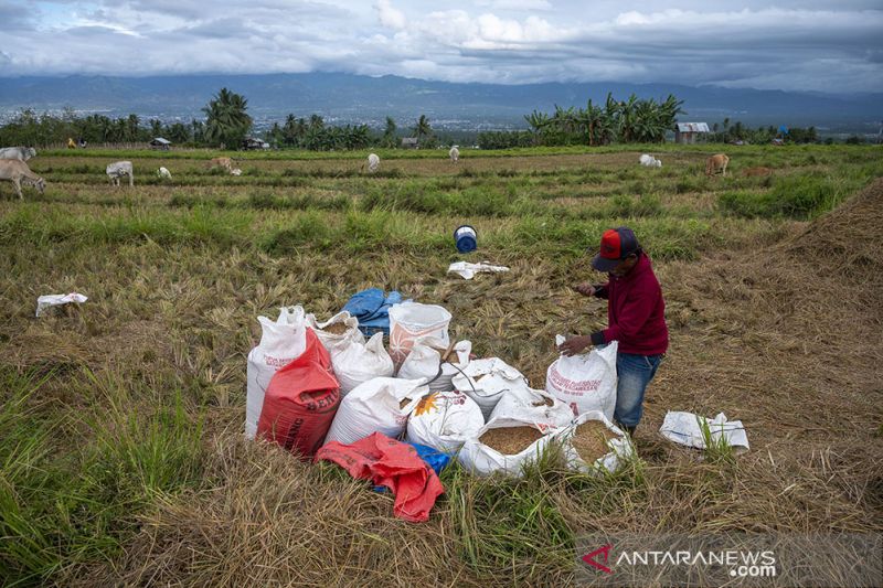 Serangan Hama Turunkan Produktivitas Padi Sawah