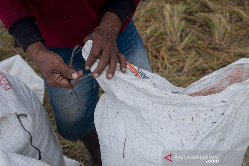 Serangan Hama Turunkan Produktivitas Padi Sawah