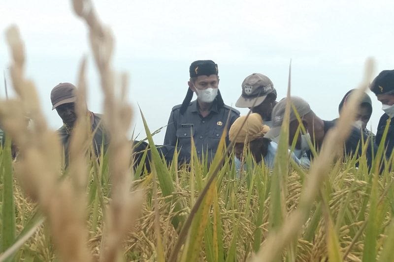 Produksi gabah di Karawang meningkat 17,51 persen