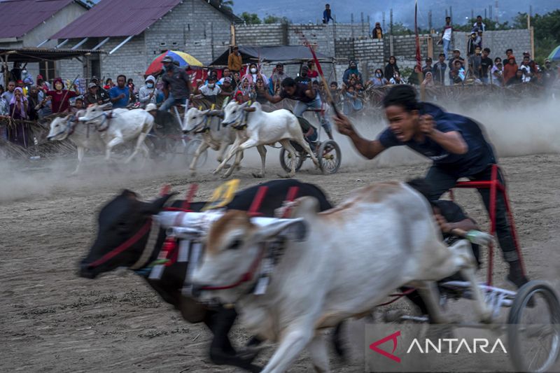 Tradisi Karapan Sapi Usai Panen