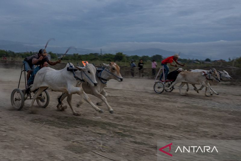 Tradisi Karapan Sapi Usai Panen