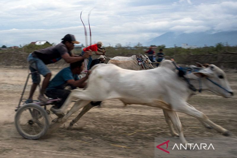 Tradisi Karapan Sapi Usai Panen