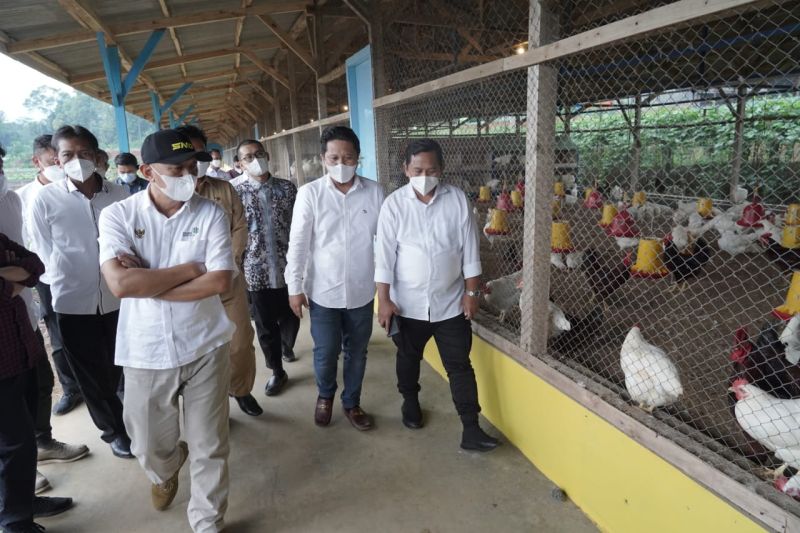 Menteri Teten dorong peternak ayam Ciremai Group gunakan KUR klaster pertanian