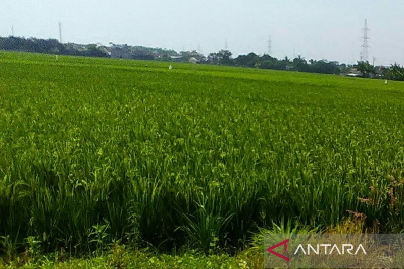 Pemkab Subang akan pertahankan areal pertanian