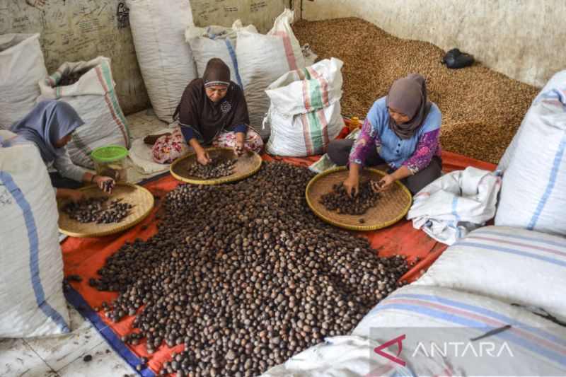 Produksi rempah pala