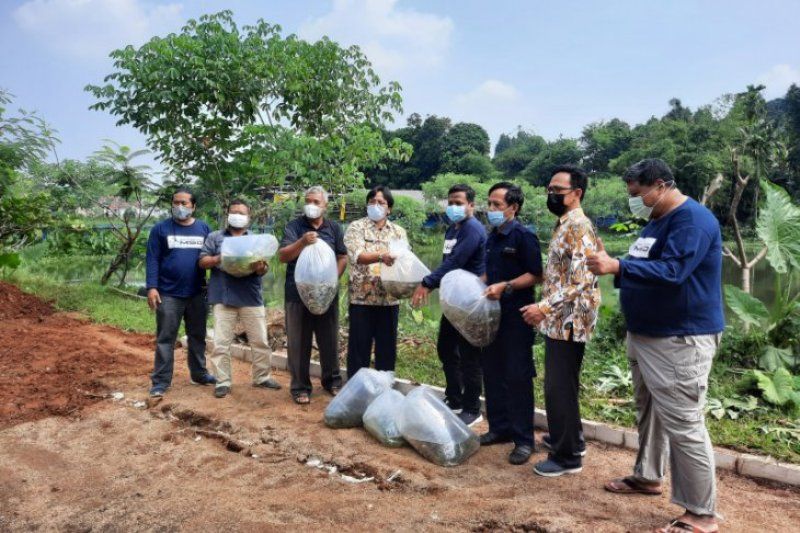 BBI Kota Depok distribusikan 13 ribu bibit ikan konsumsi