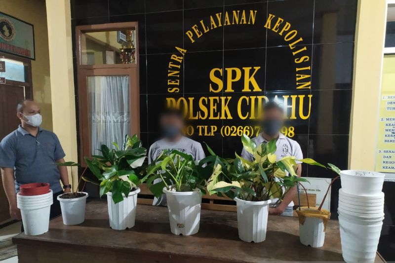 Maling spesialis tanaman hias ratusan juta rupiah ditangkap Polres Sukabumi