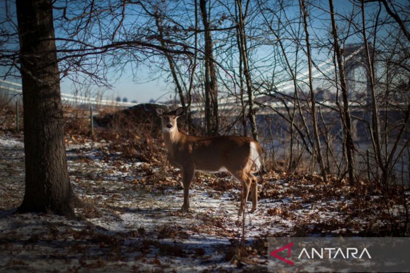 Temuan Omicron pada rusa di New York timbulkan kekhawatiran varian baru