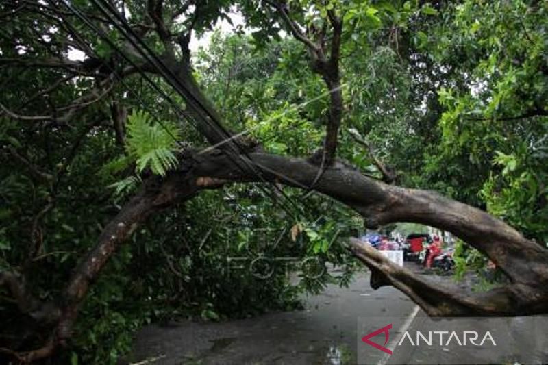 Pohon Tumbang Akibat Angin Kencang