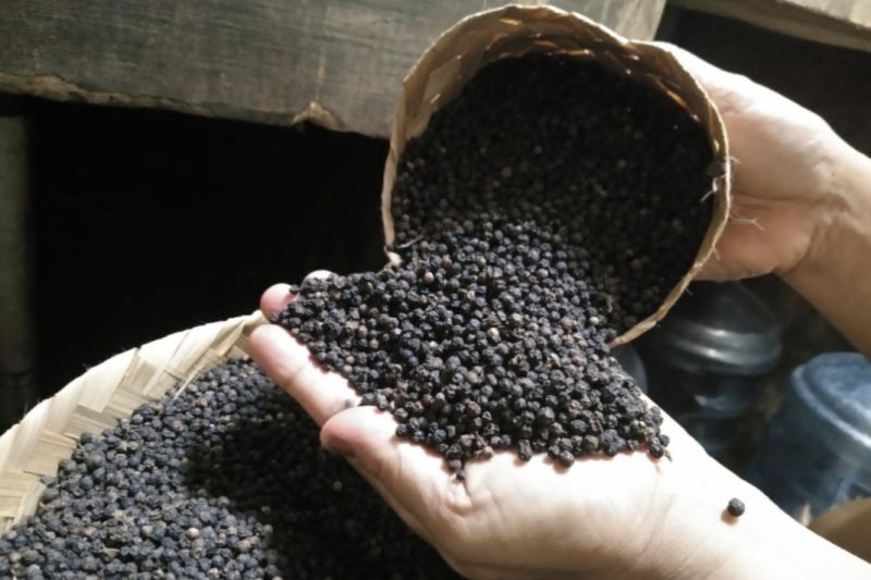 Black pepper exports increase as economy recovers IEB Institute